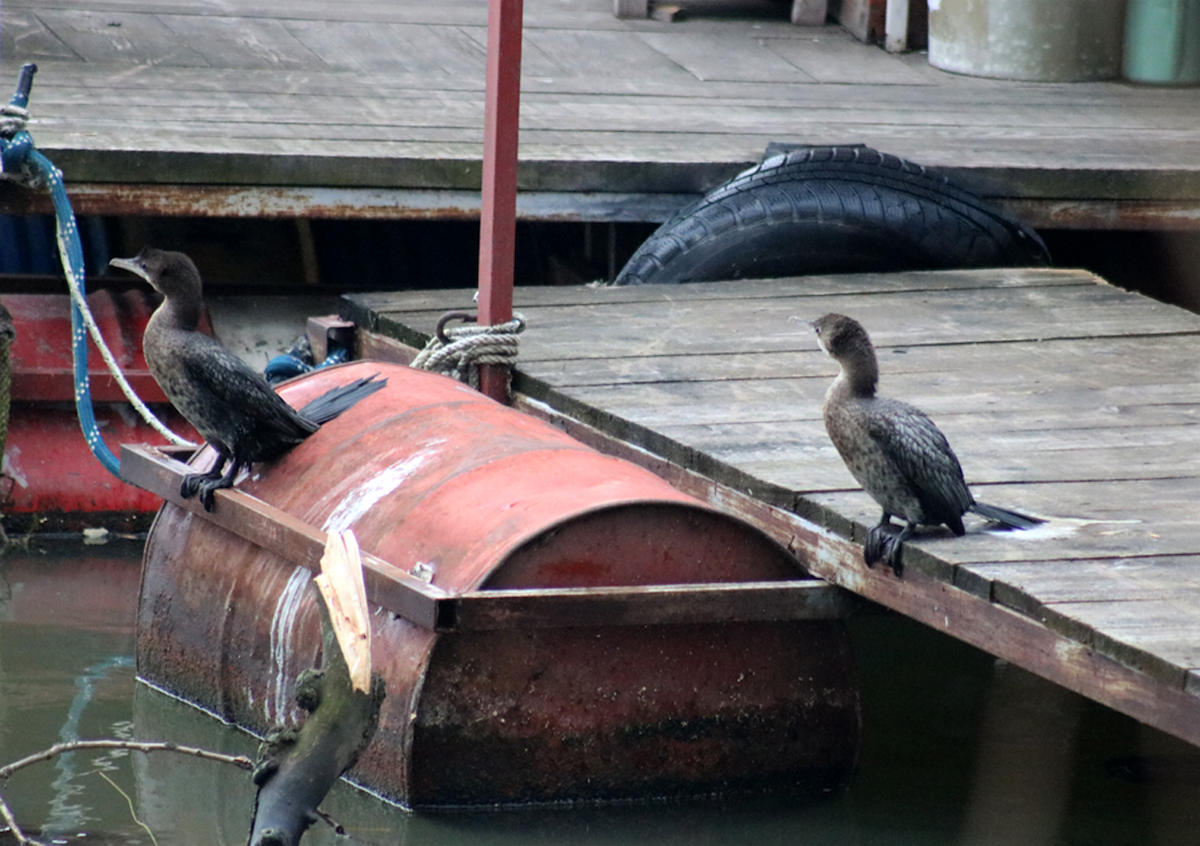 Pygmy Cormorant - ML139273841