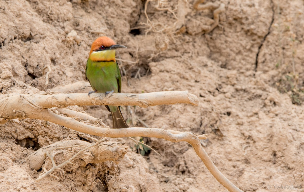 Chestnut-headed Bee-eater - ML139275101