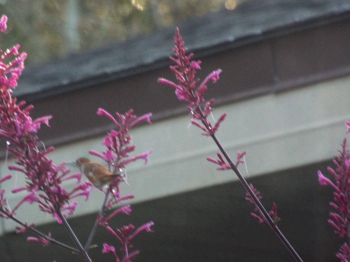 Rufous Hummingbird - Charlotte Wright