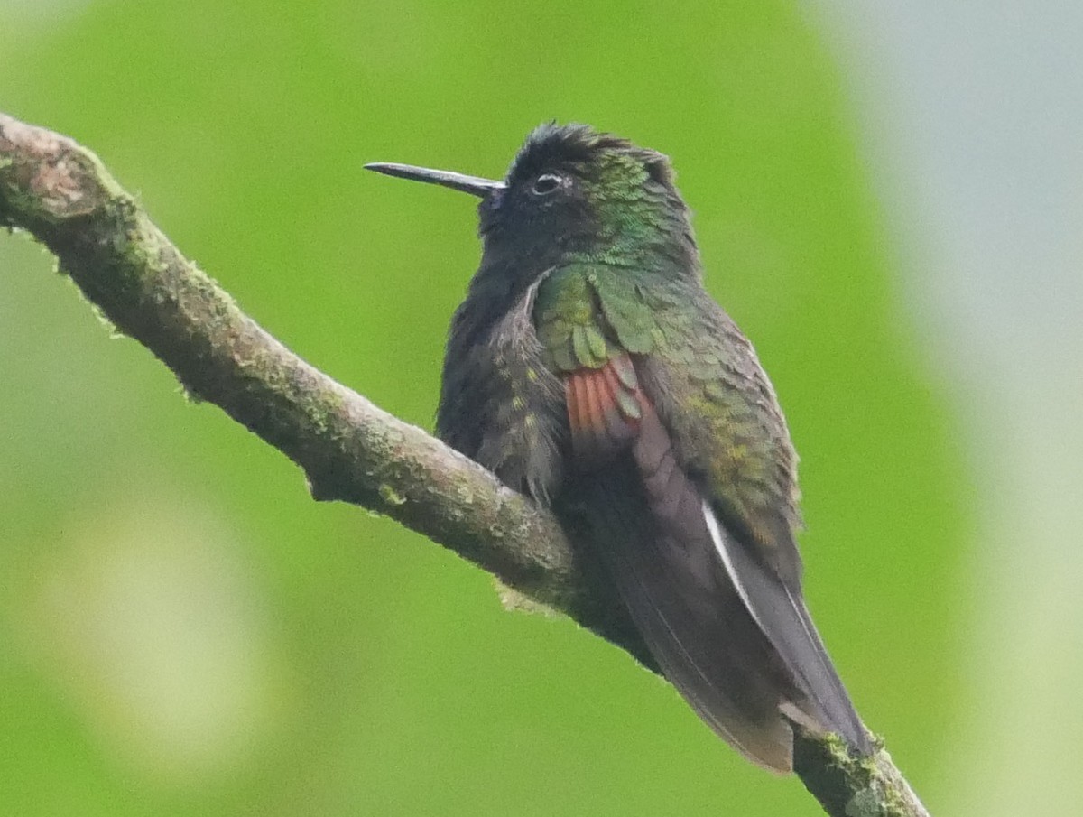 kolibřík kostarický - ML139277001