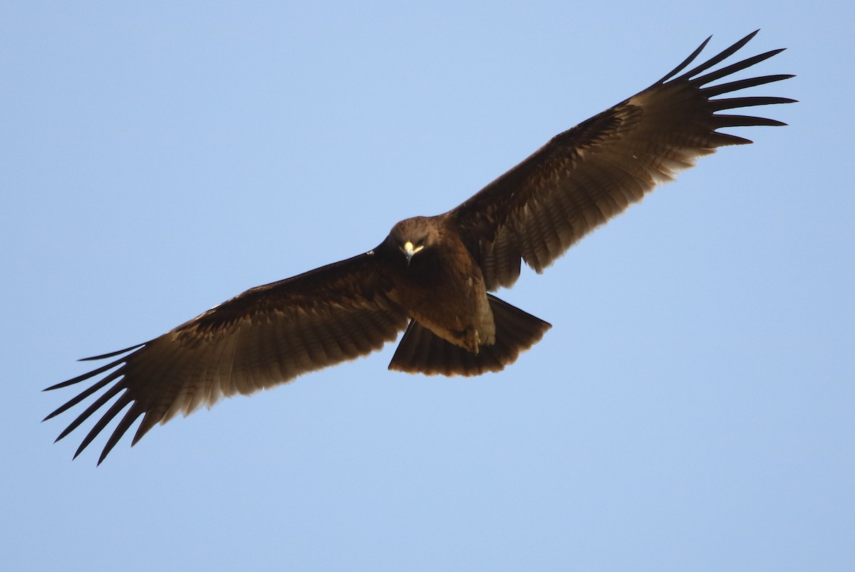 Greater Spotted Eagle - Bhaarat Vyas