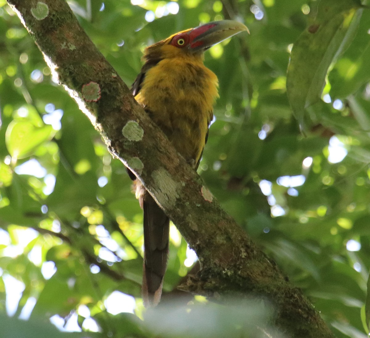 Saffron Toucanet - Cesar Lacerda