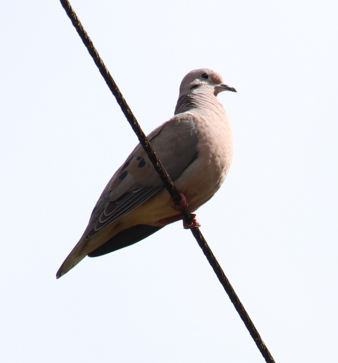 Eared Dove - Cesar Lacerda