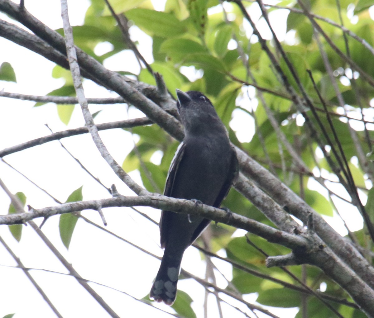 White-winged Becard - Cesar Lacerda