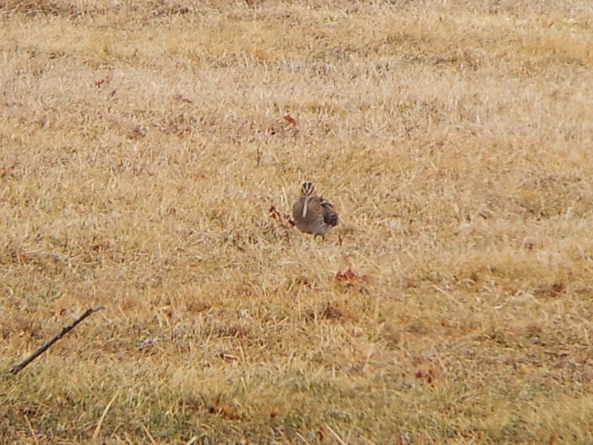 Wilson's Snipe - ML139281061