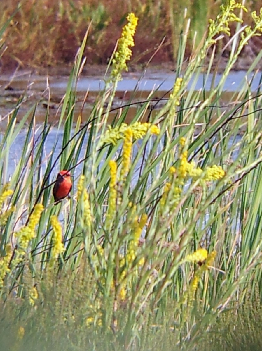 Moucherolle vermillon - ML139281111