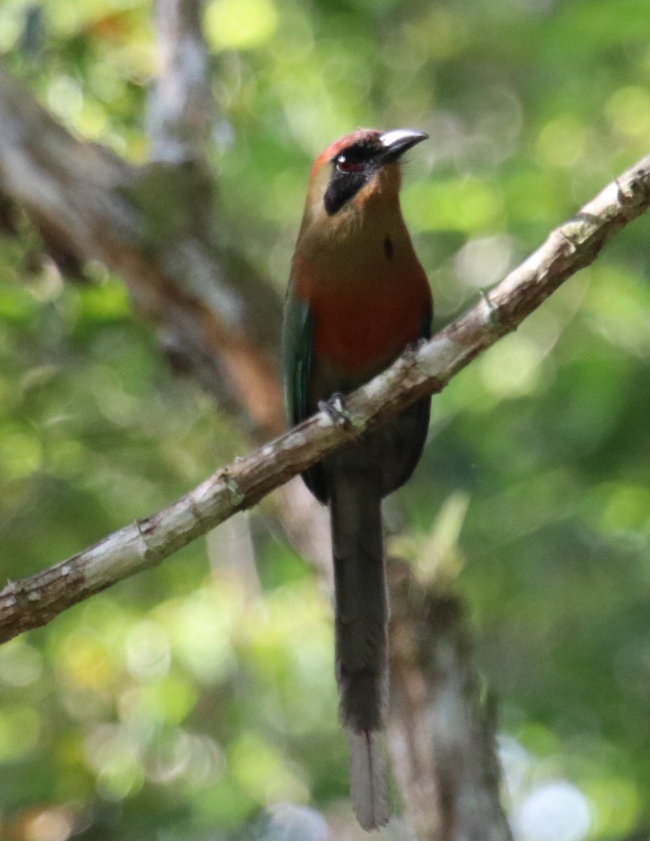 Rotkopfmotmot - ML139281521