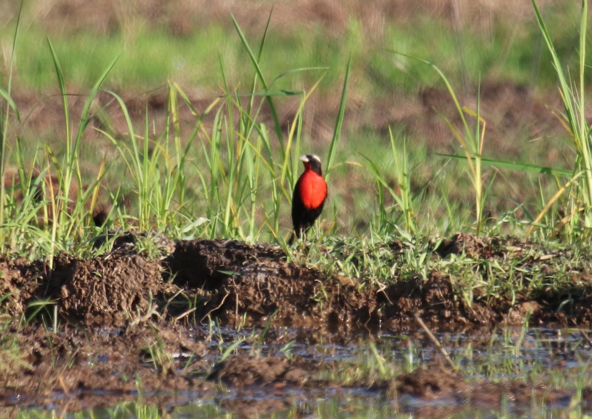 White-browed Meadowlark - Cesar Lacerda