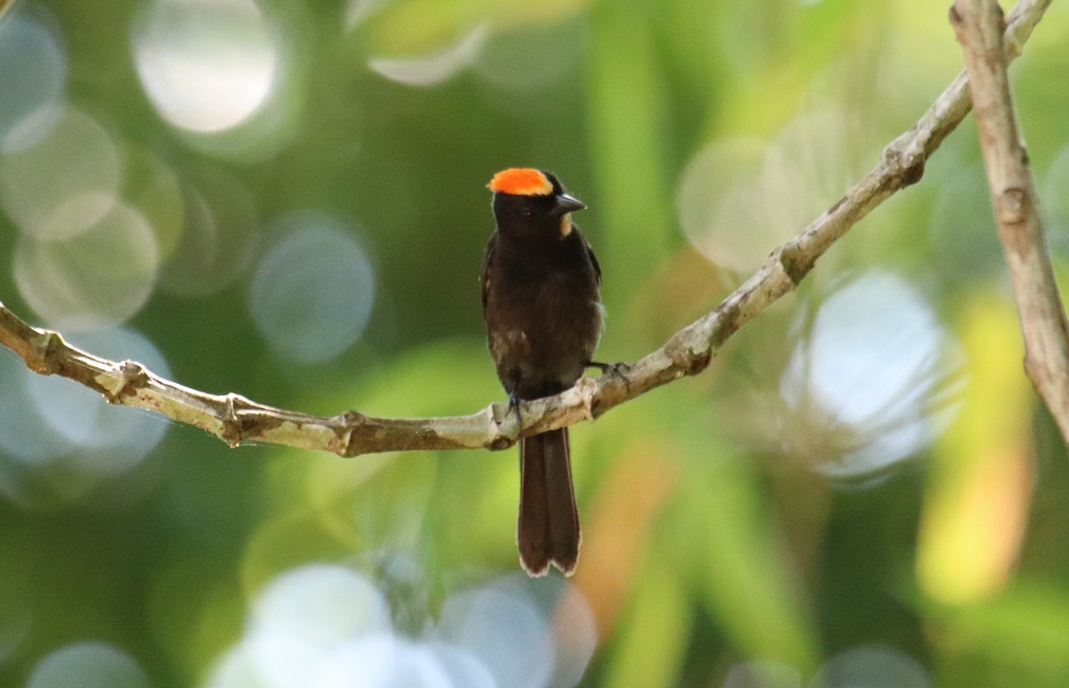 Flame-crested Tanager - Cesar Lacerda