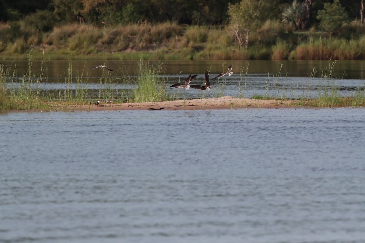 African Skimmer - Vivek Menon