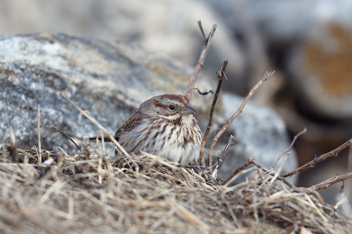 Song Sparrow - ML139290241