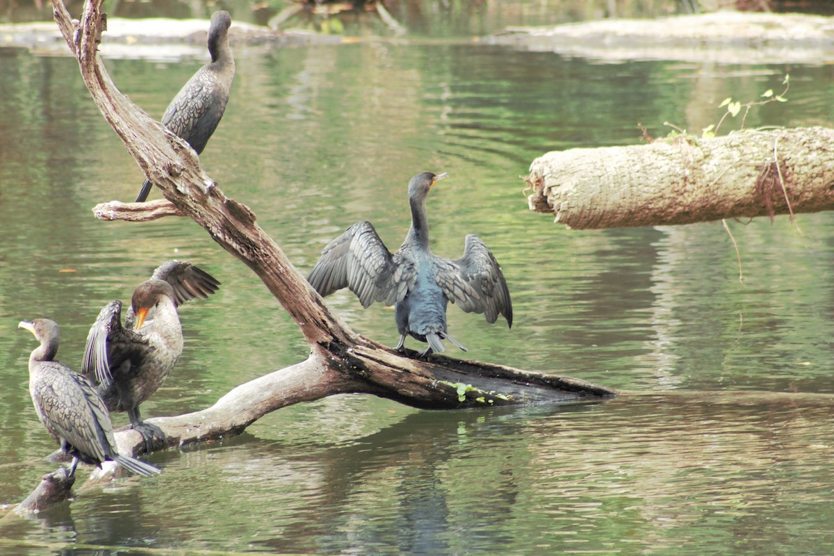 Cormoran à aigrettes - ML139290951