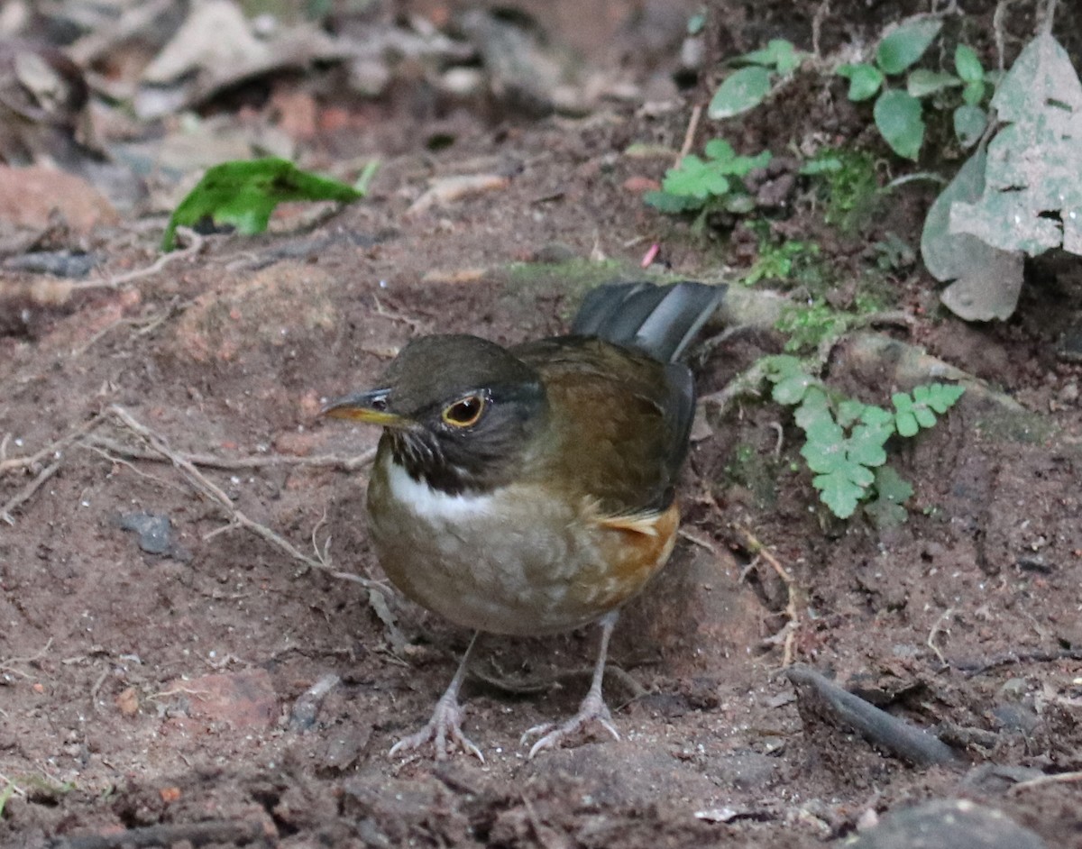 White-necked Thrush - ML139294291