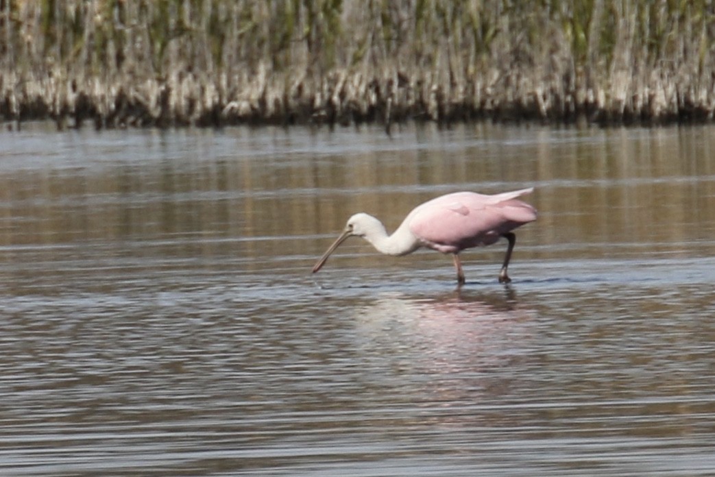 Roseate Spoonbill - Andy Sanford
