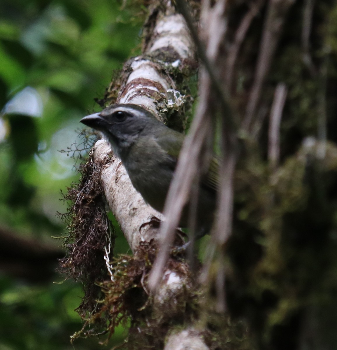 Green-winged Saltator - ML139302021