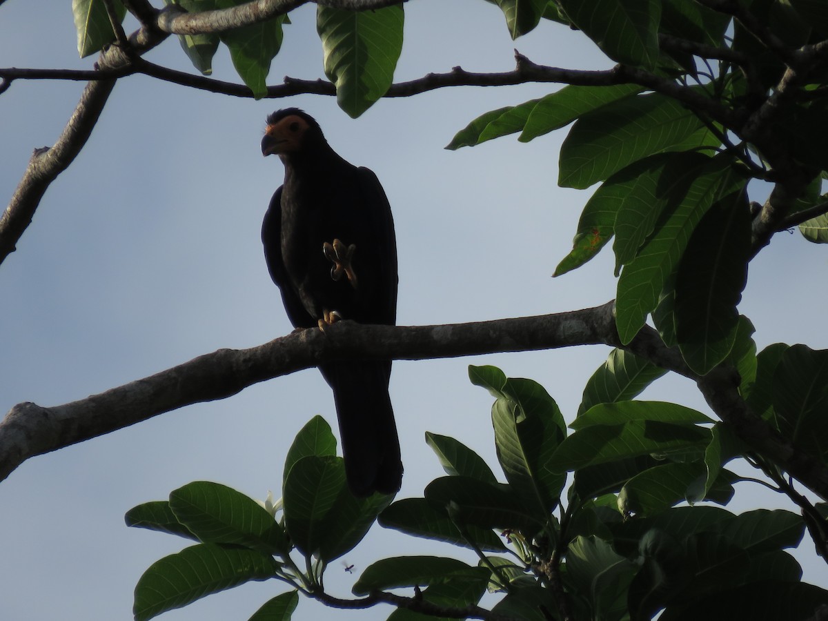 Black Caracara - ML139302081