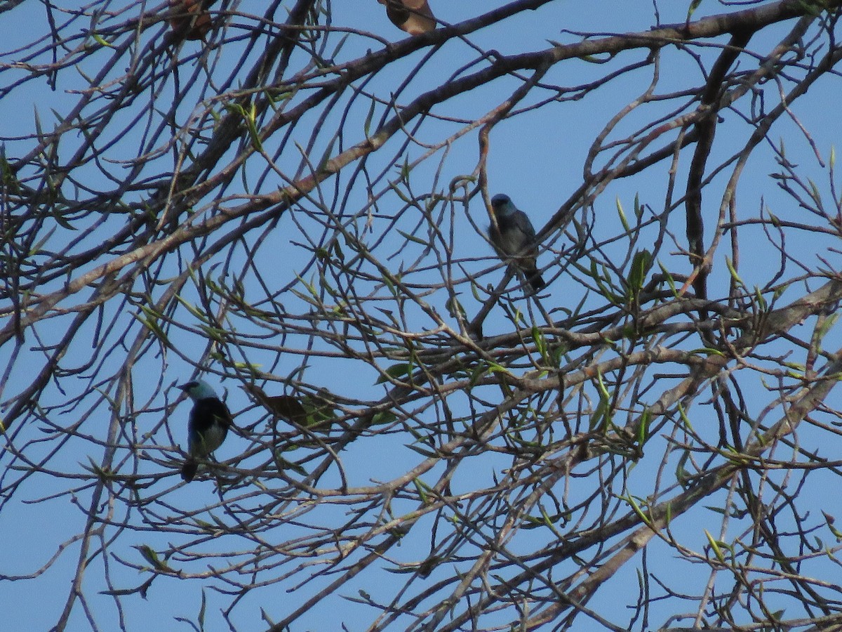 Masked Tanager - ML139303181