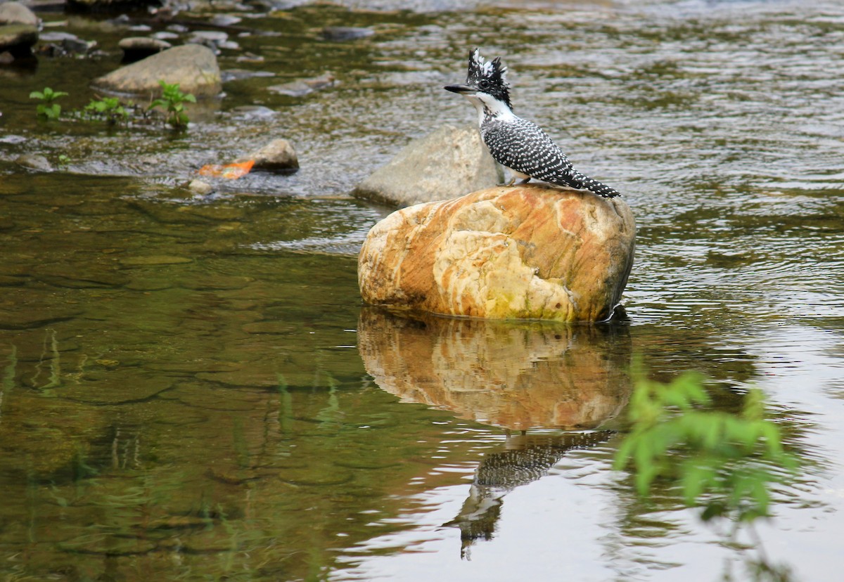 Crested Kingfisher - VINIT RAU