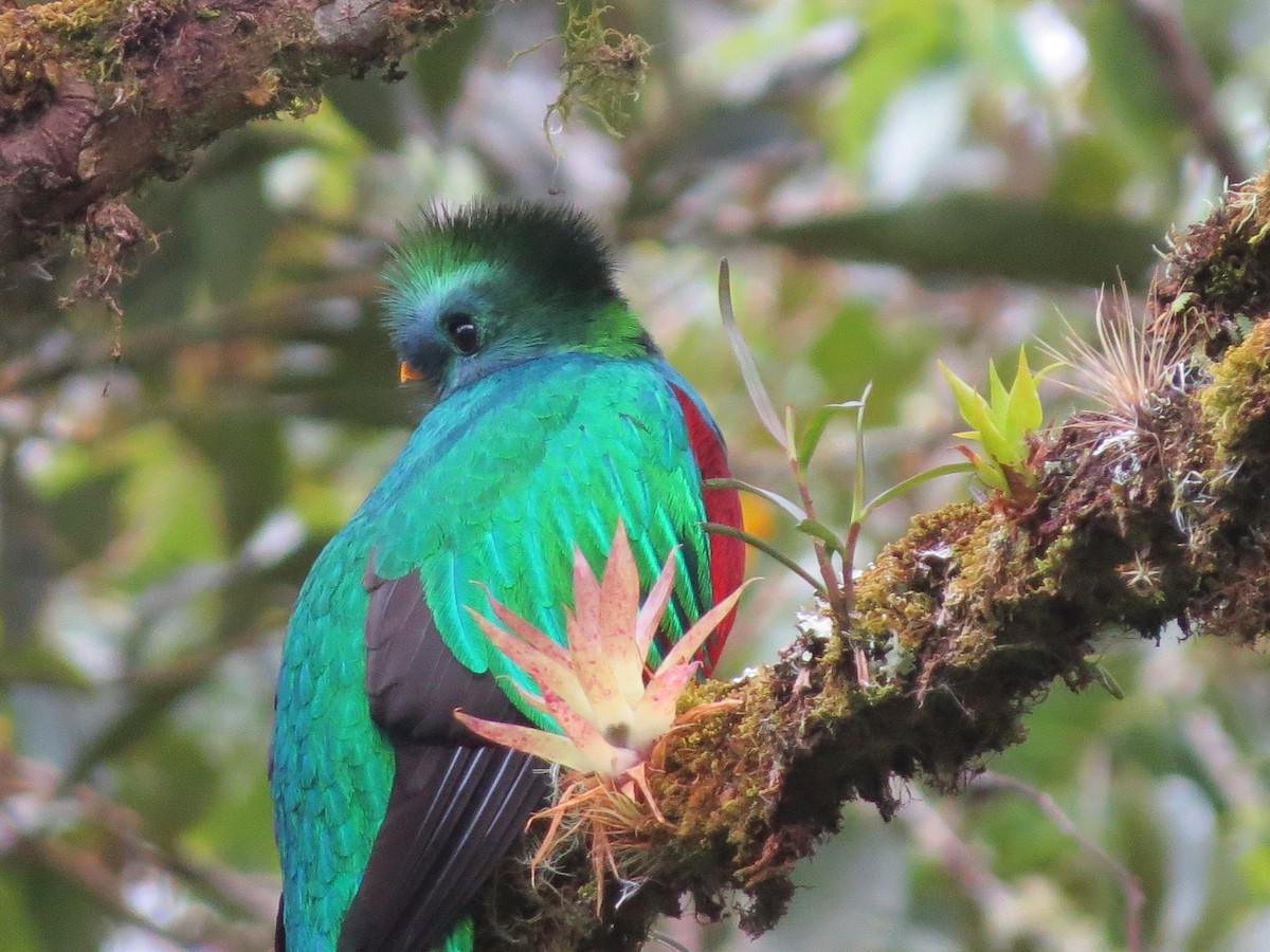 Quetzal Guatemalteco (costaricensis) - ML139304291