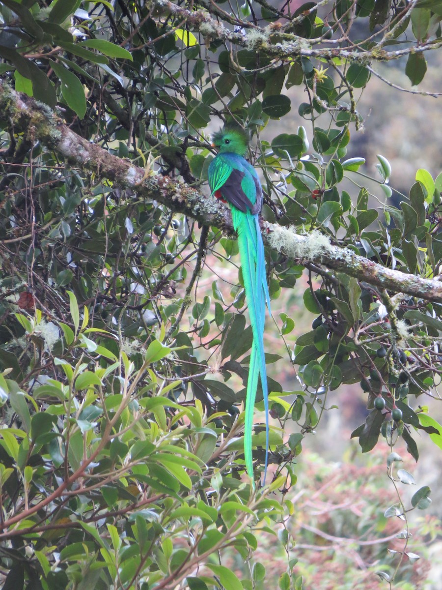 Muhteşem Ketzal (costaricensis) - ML139304451