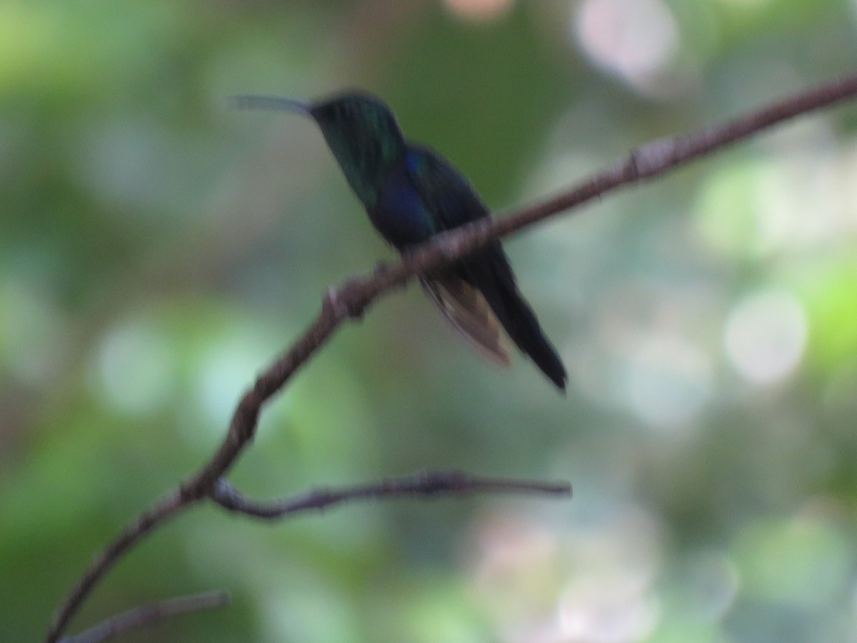 kolibřík nymfový - ML139304901