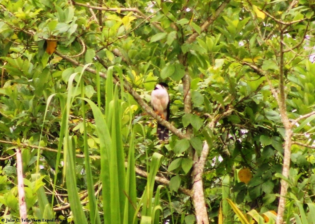 sokolec obojkový - ML139305551