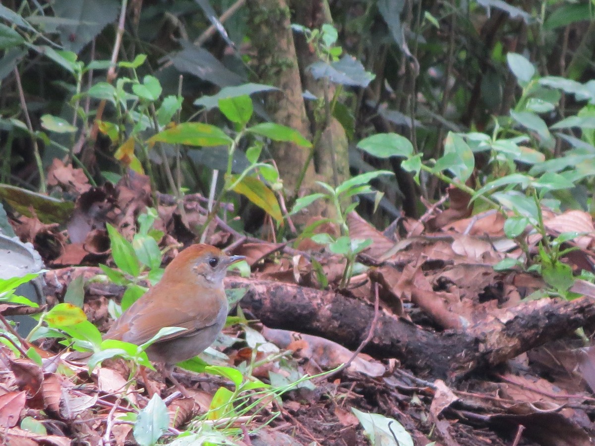 Ruddy-capped Nightingale-Thrush - ML139306281