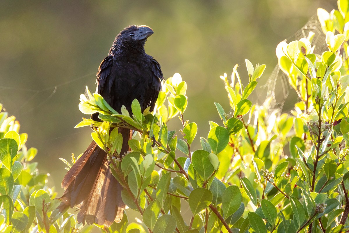 Smooth-billed Ani - ML139306741