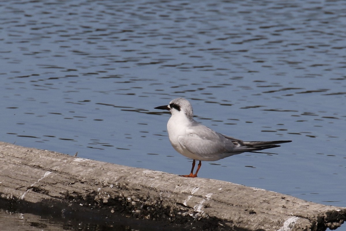 Forster's Tern - ML139307451