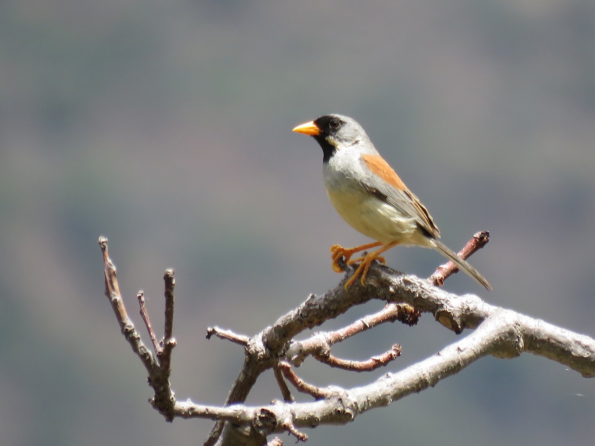 Buff-bridled Inca-Finch - Manuel Roncal