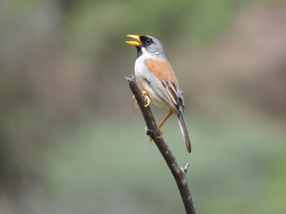 Buff-bridled Inca-Finch - Manuel Roncal