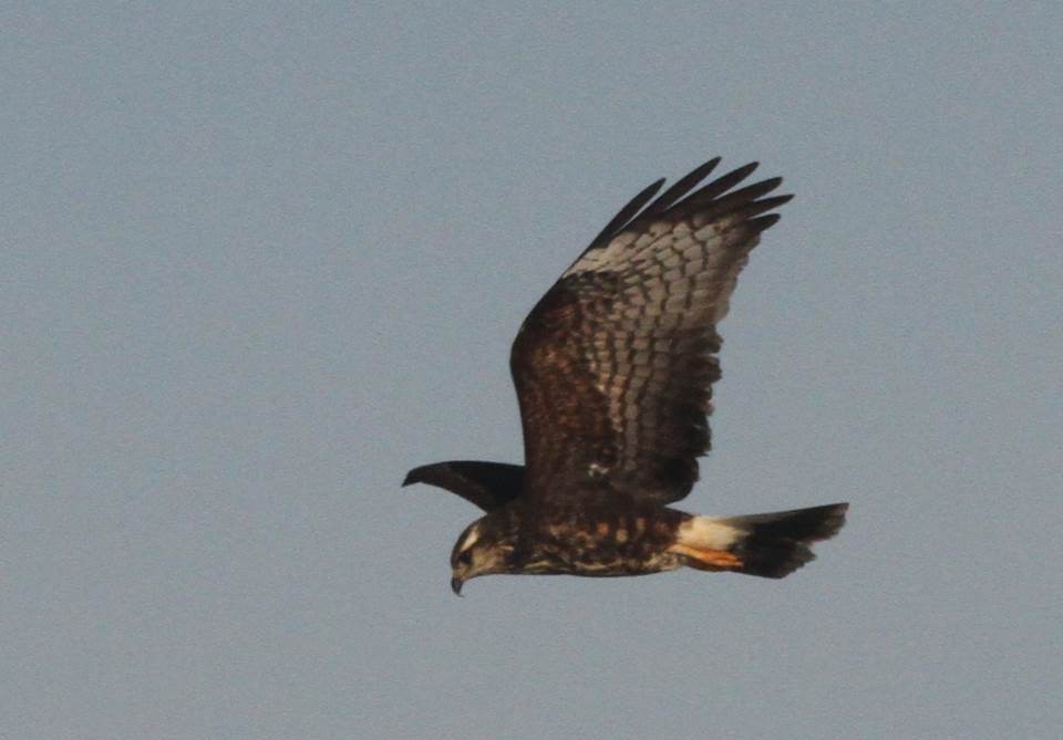 Snail Kite - ML139308101