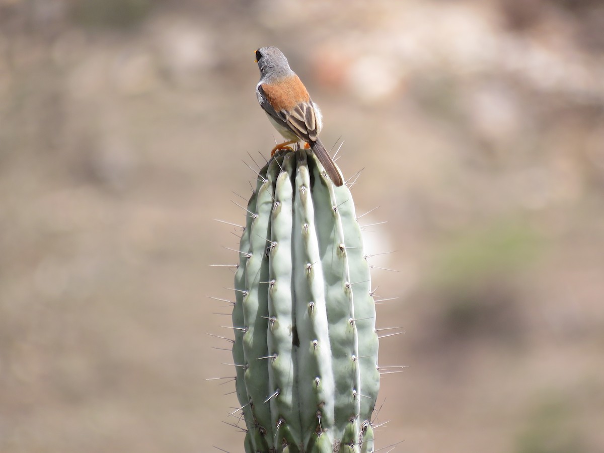 Buff-bridled Inca-Finch - Manuel Roncal