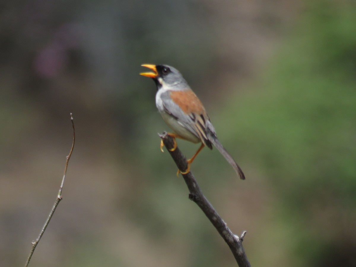 Buff-bridled Inca-Finch - Manuel Roncal