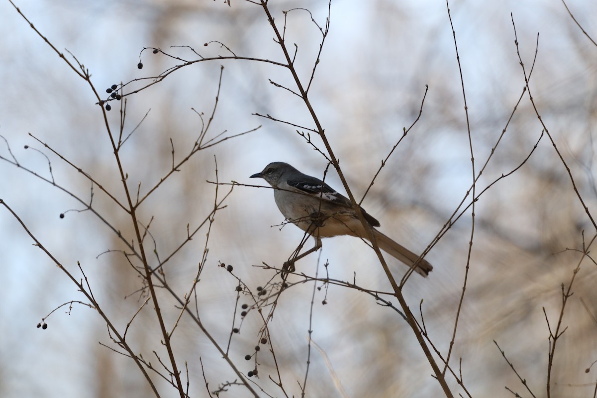 Northern Mockingbird - ML139308631