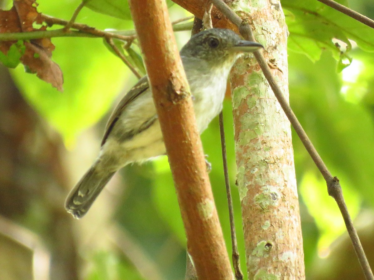 Mouse-colored Antshrike - ML139308741