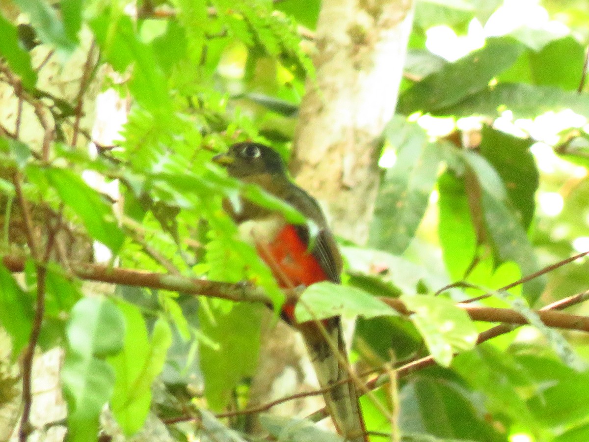 Trogon rosalba - ML139309041