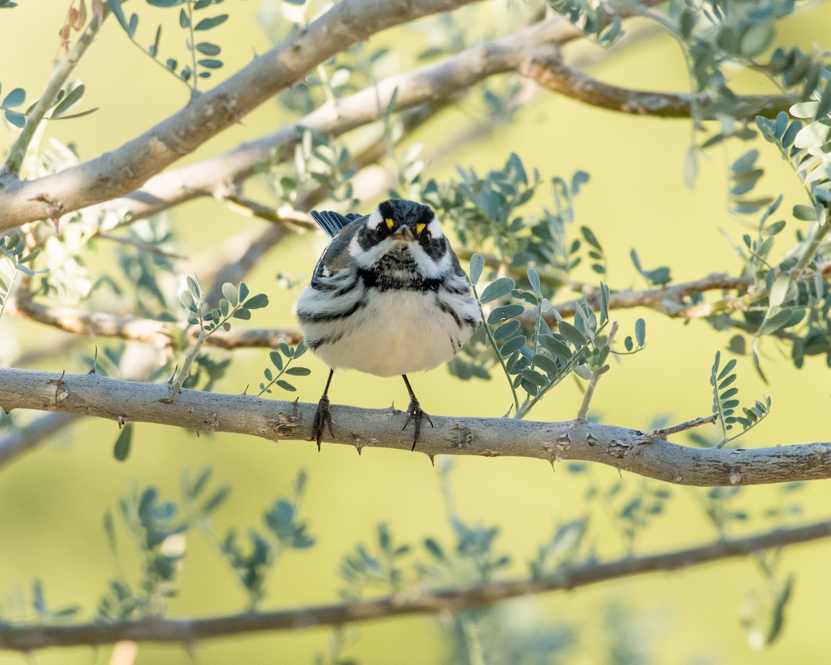 Black-throated Gray Warbler - Hank Davis