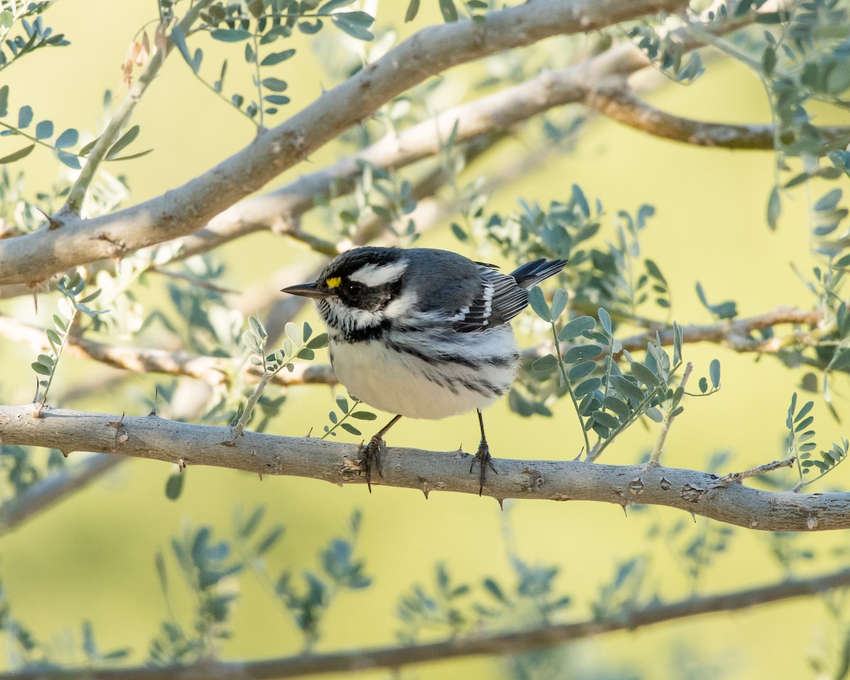 Black-throated Gray Warbler - Hank Davis