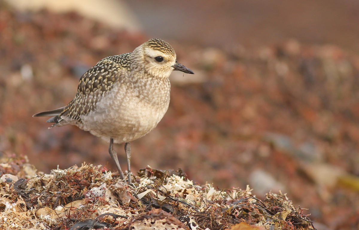 American Golden-Plover - Jeremiah Trimble
