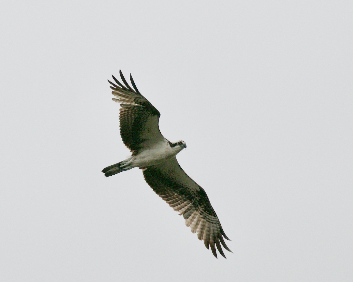 Osprey - Doug Cooper