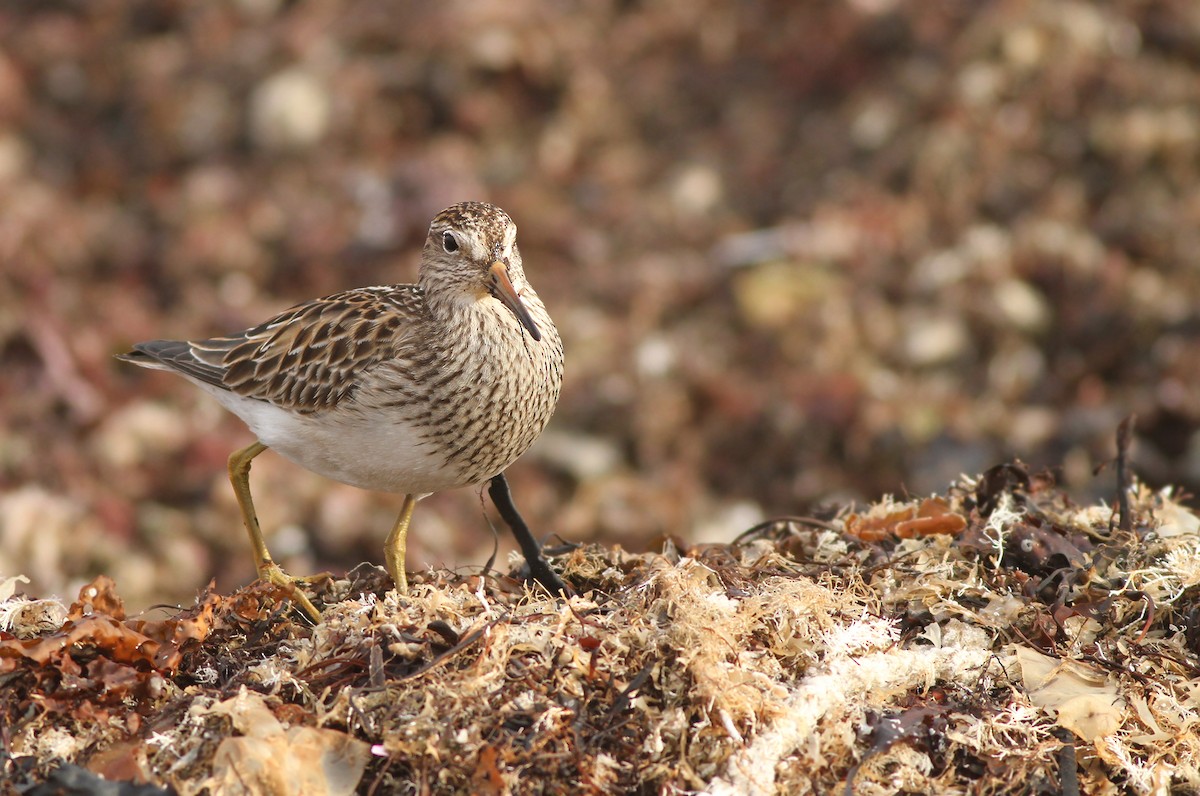 Pectoral Sandpiper - ML139312831