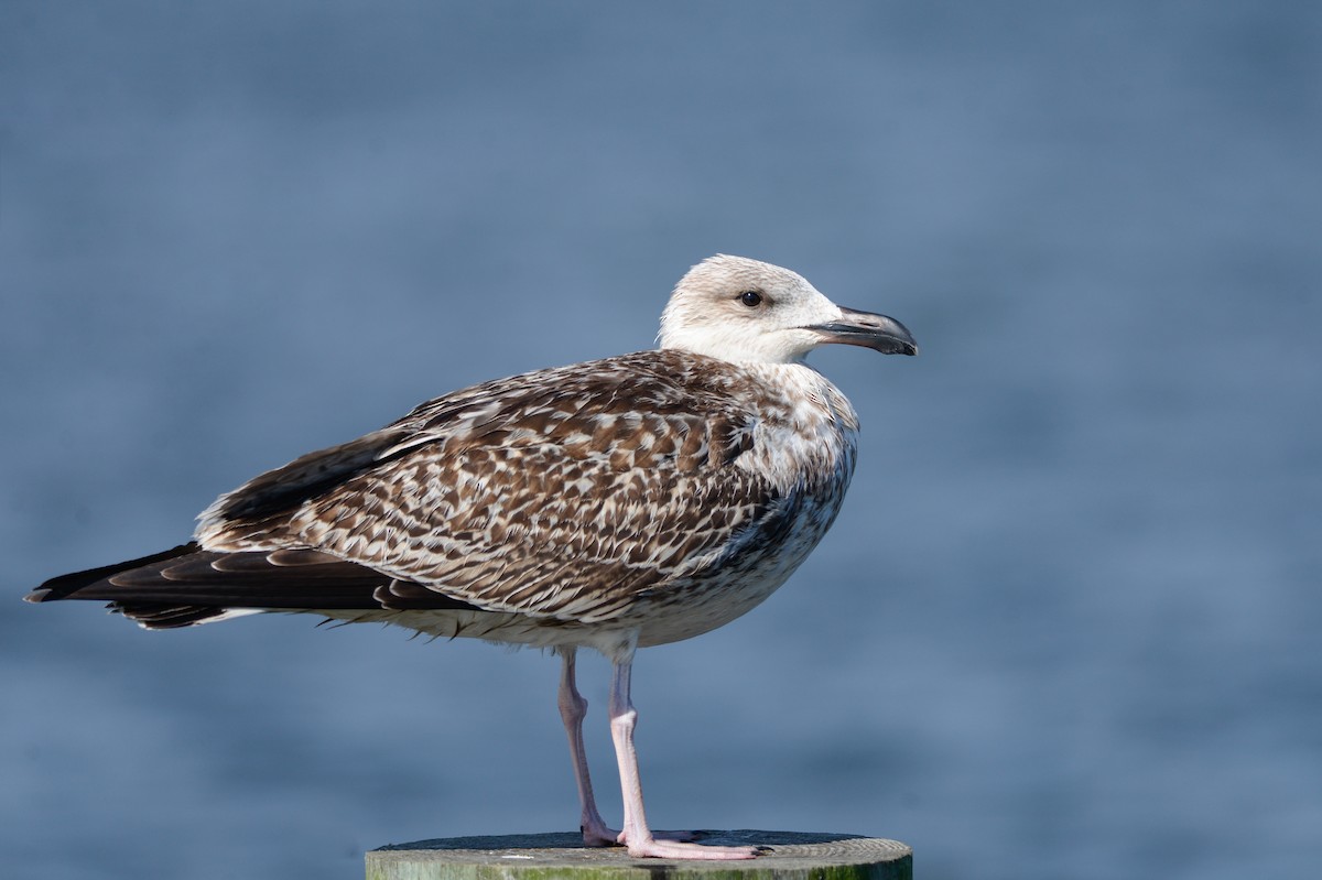 Great Black-backed Gull - Daniel Irons