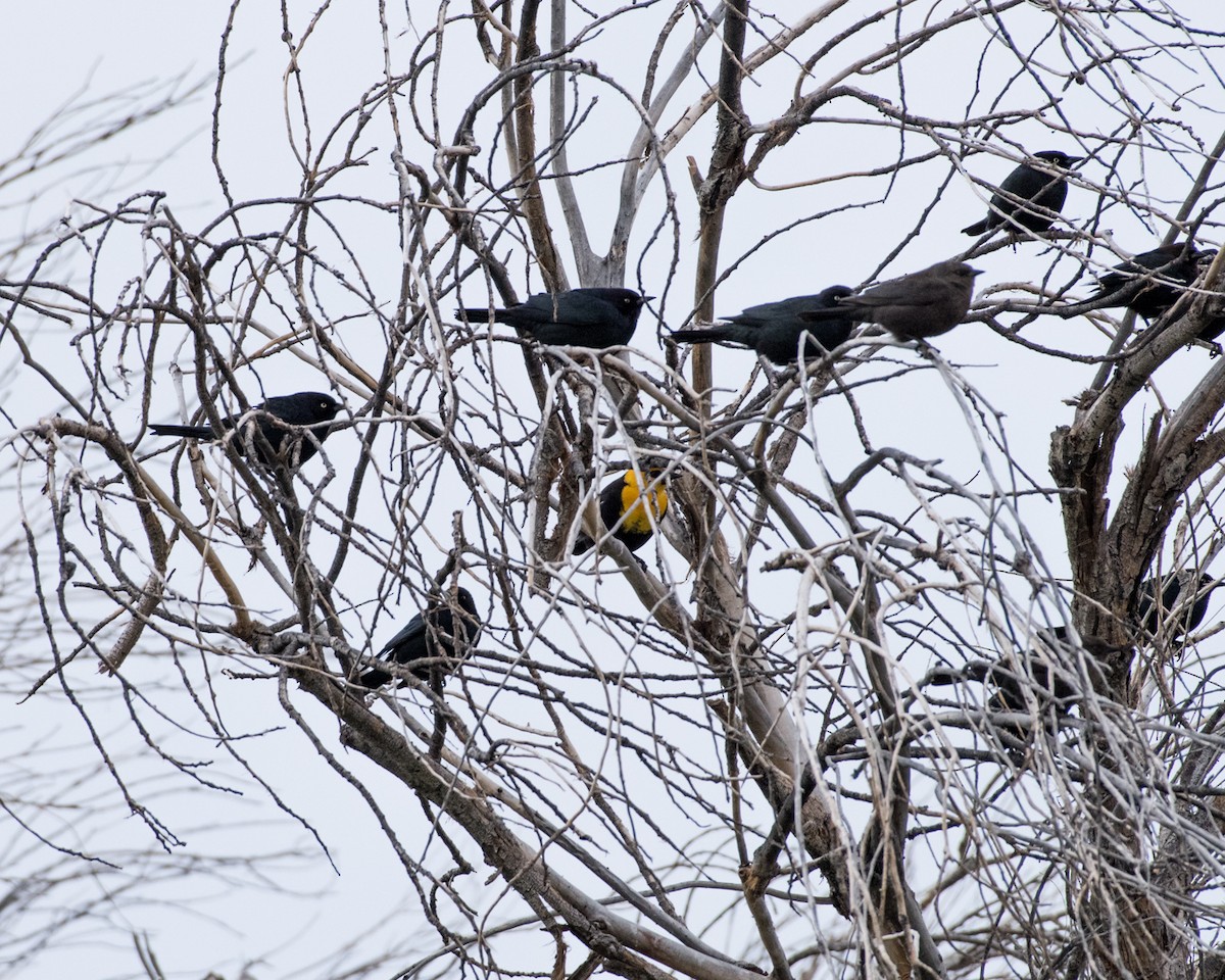 Brewer's Blackbird - ML139313751