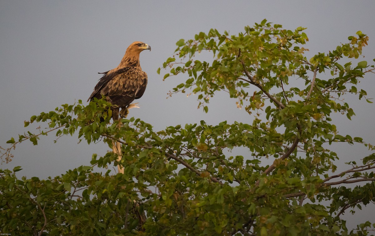 Tawny Eagle - Vivek Menon