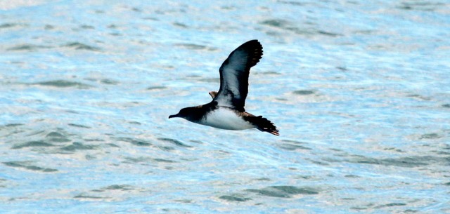 Black-vented Shearwater - ML139314161