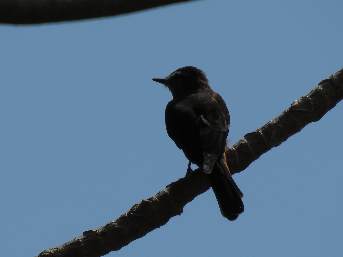 Cliff Flycatcher - Bryant Olsen