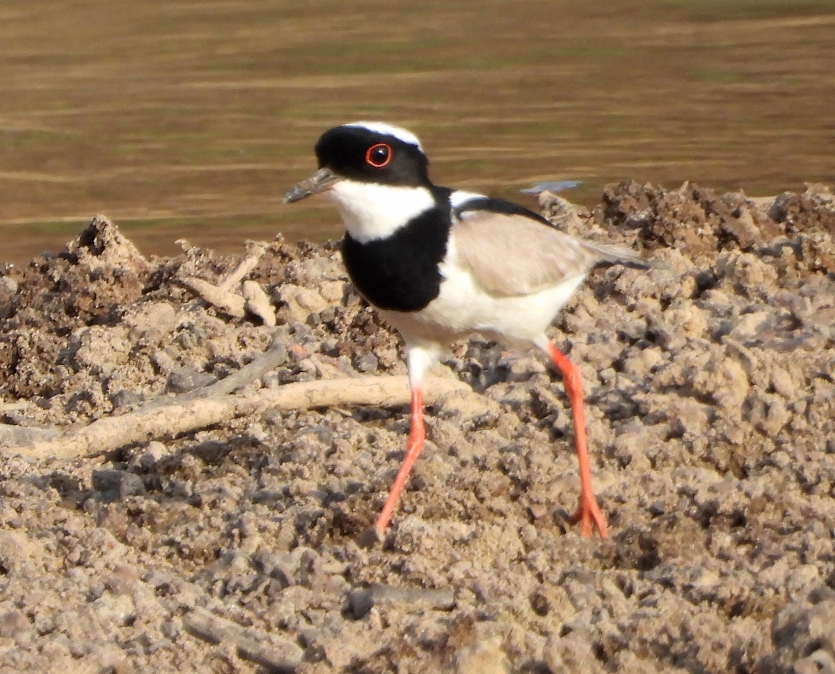 Pied Plover - Lauri Taylor