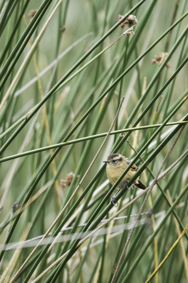 Wren-like Rushbird - ML139319131