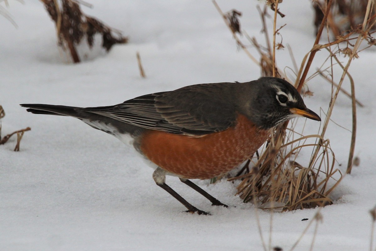 American Robin - ML139319951